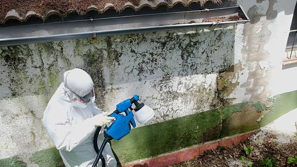 Trusted Mold Removal service in Palm Harbor, FL - Cheap Mold Removal